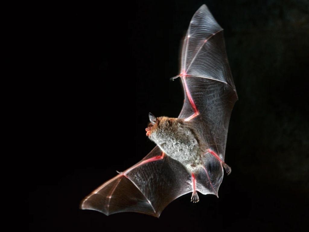 Bats in the Belfry Blackberry Shot