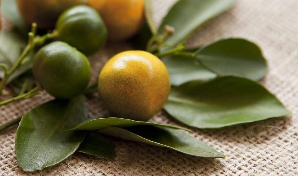 Calamondin Salsa