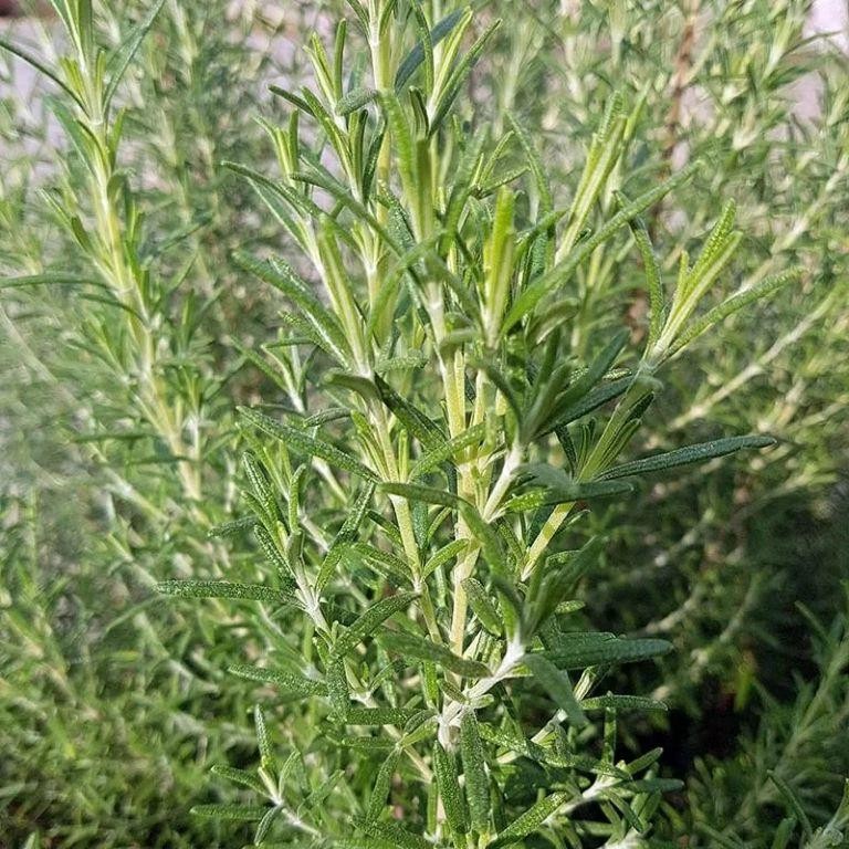 Herbal Rosemary Cape Codder