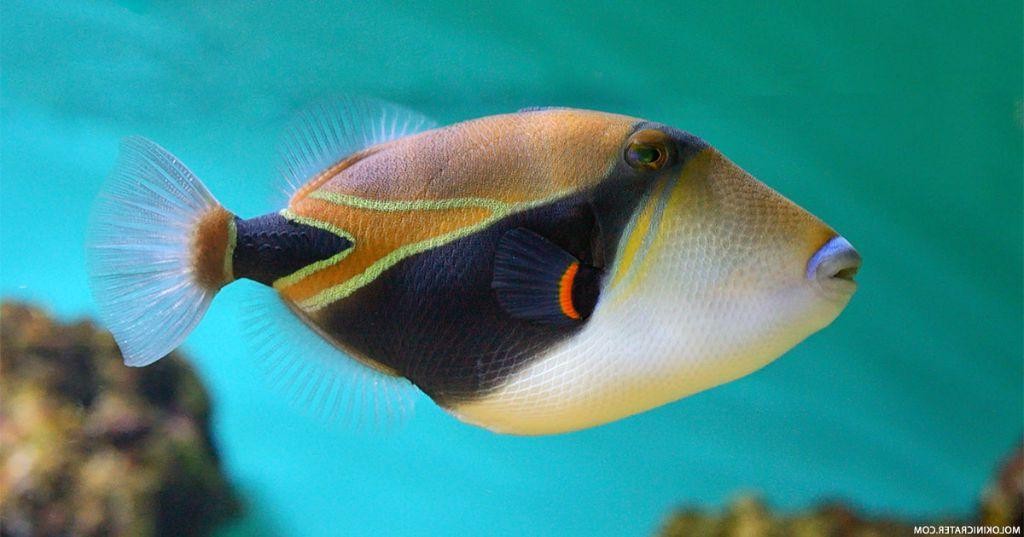 Humuhumunukunukuapua