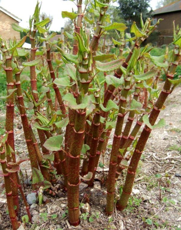 Japanese Knotweed Tea