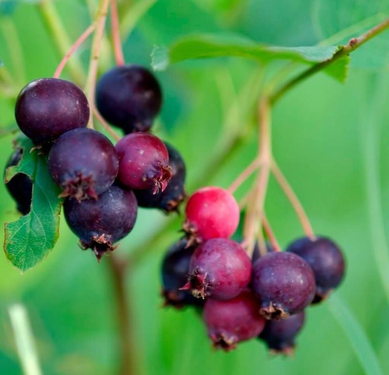 Juneberry Tea