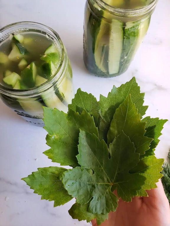 Polish Dill Pickles with Grape Leaves