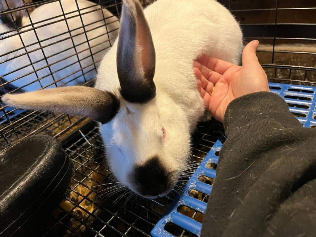 Rabbit and Apple Cider Vinegar Reduction