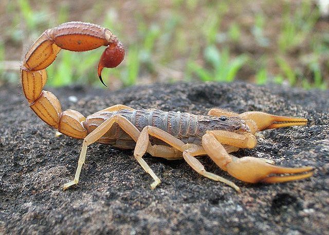 Scorpion